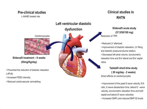 lv systolic